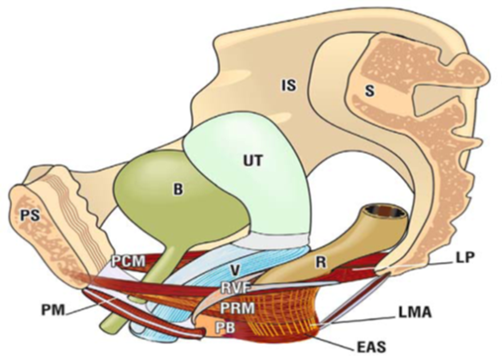 GLAZER INTRAPELVIC SEMG ASSESSMENT ONLINE CLASS